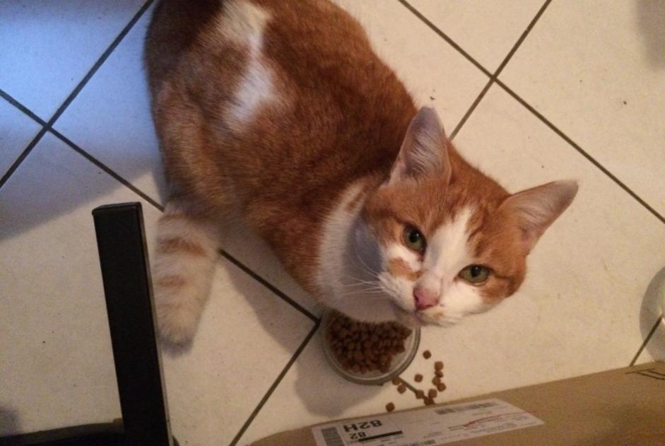 Discovery alert Cat miscegenation Female , Between 7 and 9 months Valence d'Agen France