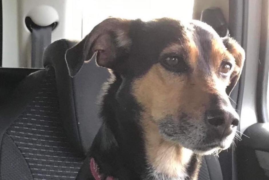 Disappearance alert Dog miscegenation Female , 12 years Le Riols France
