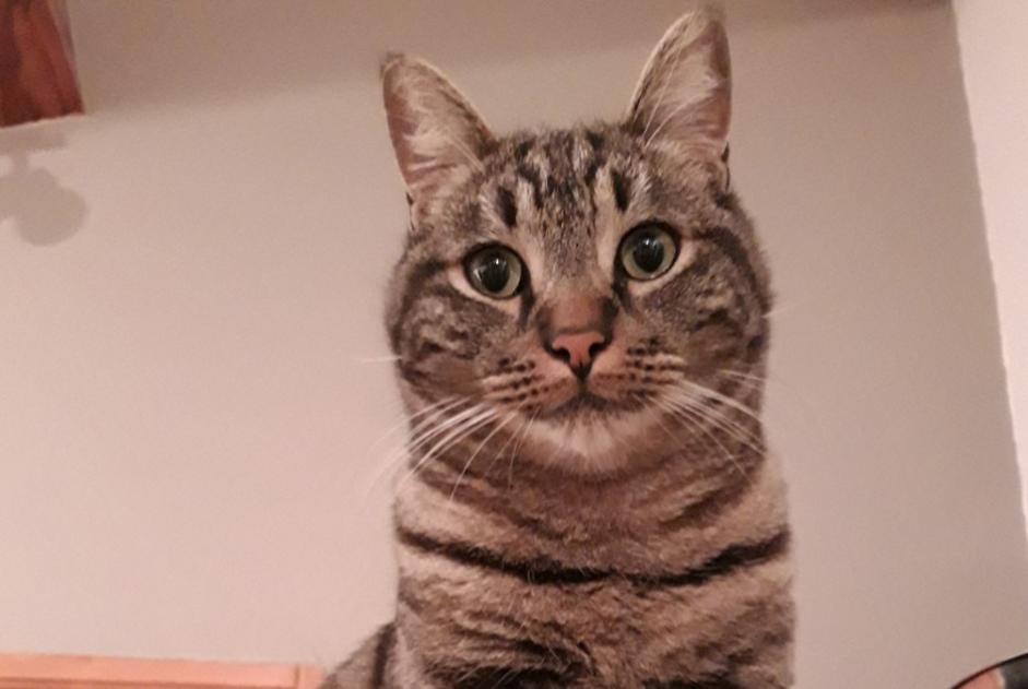 Alerta de Desaparición Gato Macho , 4 años Saint-Nauphary Francia Alerta de Desaparición Gato Macho , 4 años Saint-Nauphary Francia