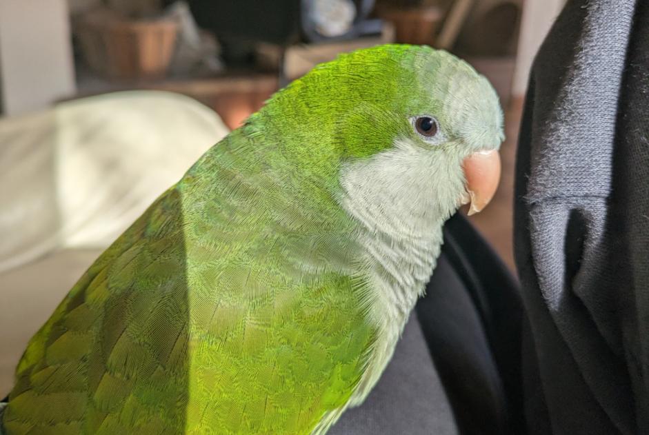 Alerta de Desaparición Pájaro Macho , 2025 años Moissac Francia