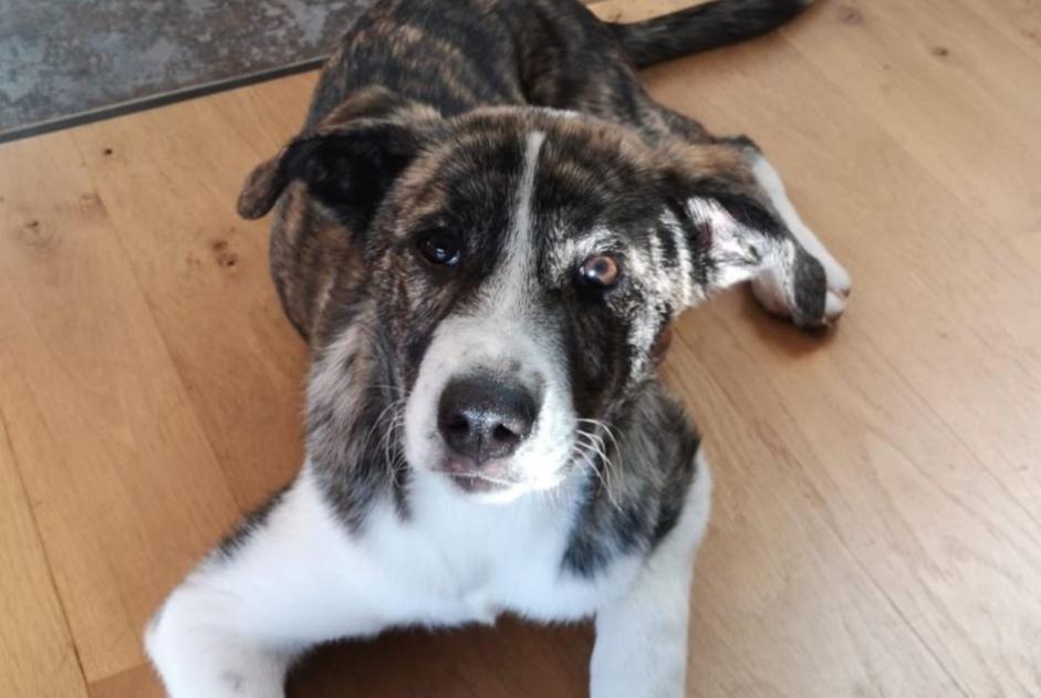 Alerta de Desaparición Perro cruce Hembra , 3 años Caylus Francia