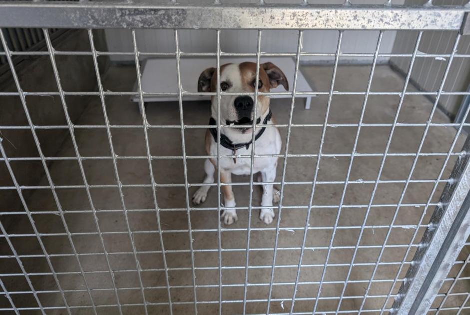 Alerta de Hallazgo Perro cruce Macho Vitré Francia