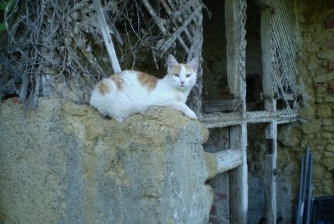 Alerte Disparition Chat Mâle , 8 ans Marciac France Alerte Disparition Chat Mâle , 8 ans Marciac France