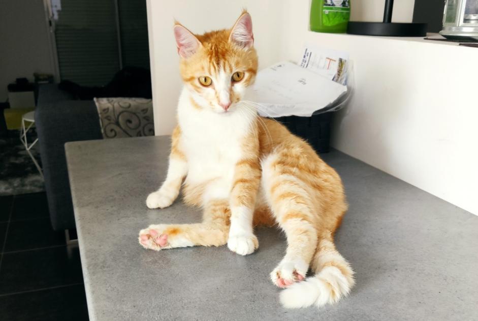 Alerte Disparition Chat Mâle , 3 ans La Ville-Dieu-du-Temple France