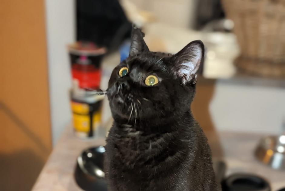 Alerte Disparition Chat  Mâle , 1 ans Bourret France