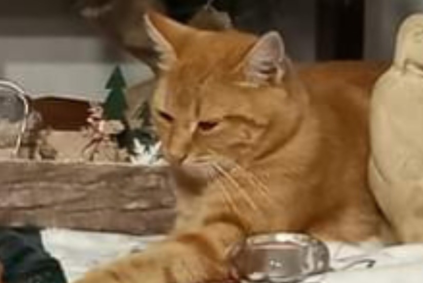 Alerte Disparition Chat croisement Femelle , 2 ans Saint-Vincent-Lespinasse France