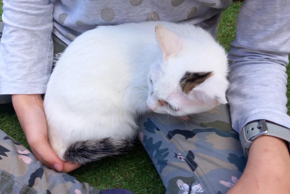 Alerte Découverte Chat Femelle Castelsarrasin France Alerte Découverte Chat Femelle Castelsarrasin France