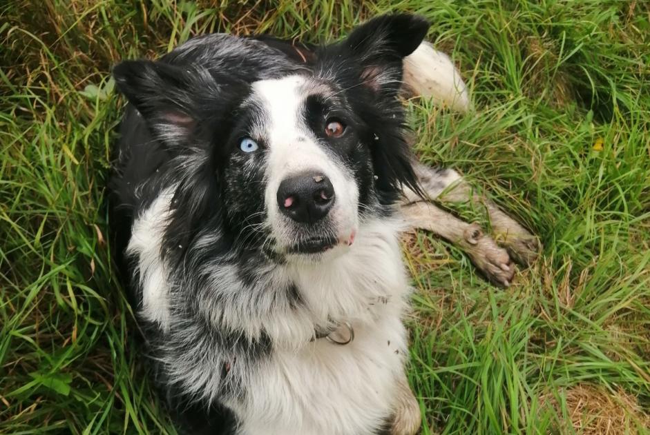 Alerte Disparition Chien  Femelle , 4 ans Lacourt-Saint-Pierre France