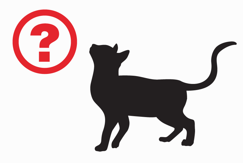 Alerta descoberta Gato  Fêmea Guipry-Messac France