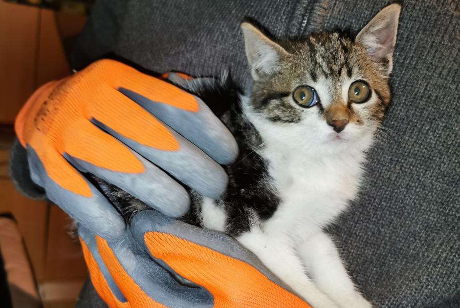 Avviso Ritrovamento Gatto Non conosciuta Castelmayran Francia