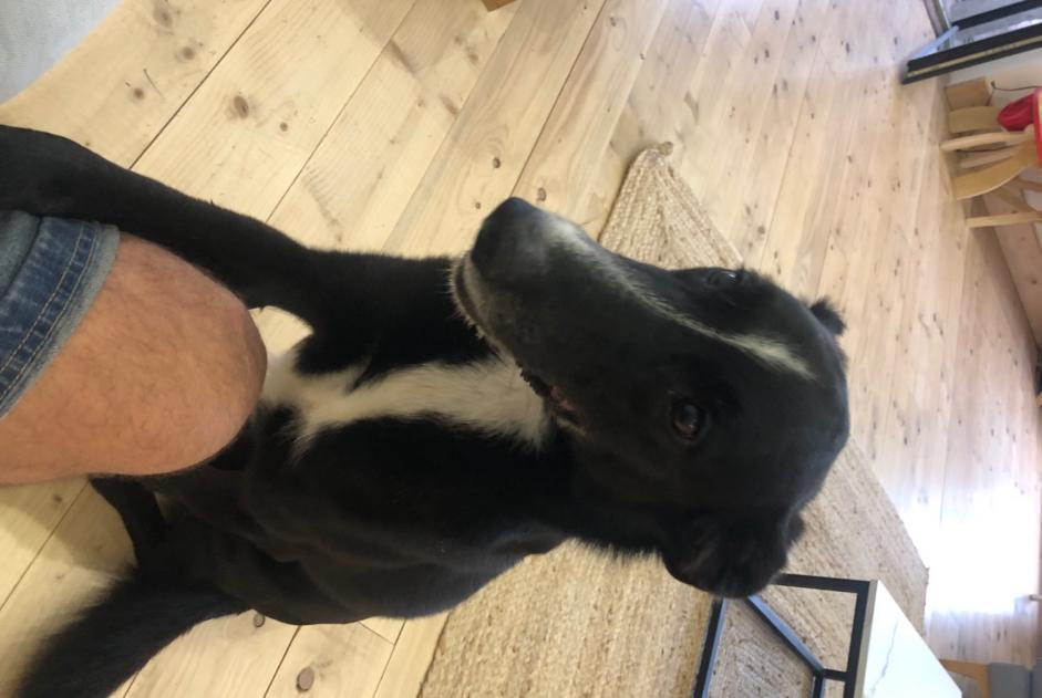Ontdekkingsalarm Hond Mannetje Montauban Frankrijk
