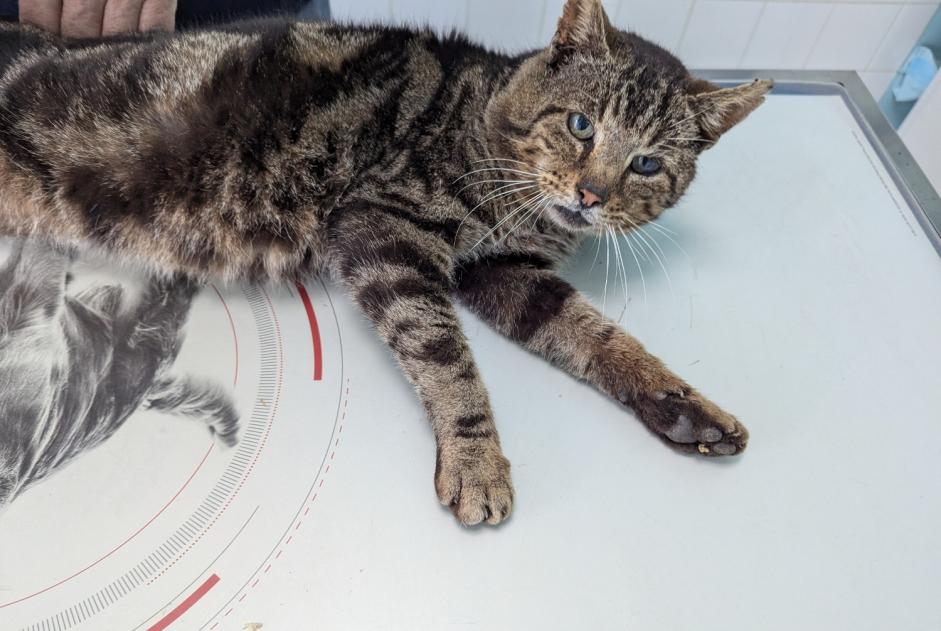 Ontdekkingsalarm Kat Mannetje Torcé Frankrijk Ontdekkingsalarm Kat Mannetje Torcé Frankrijk