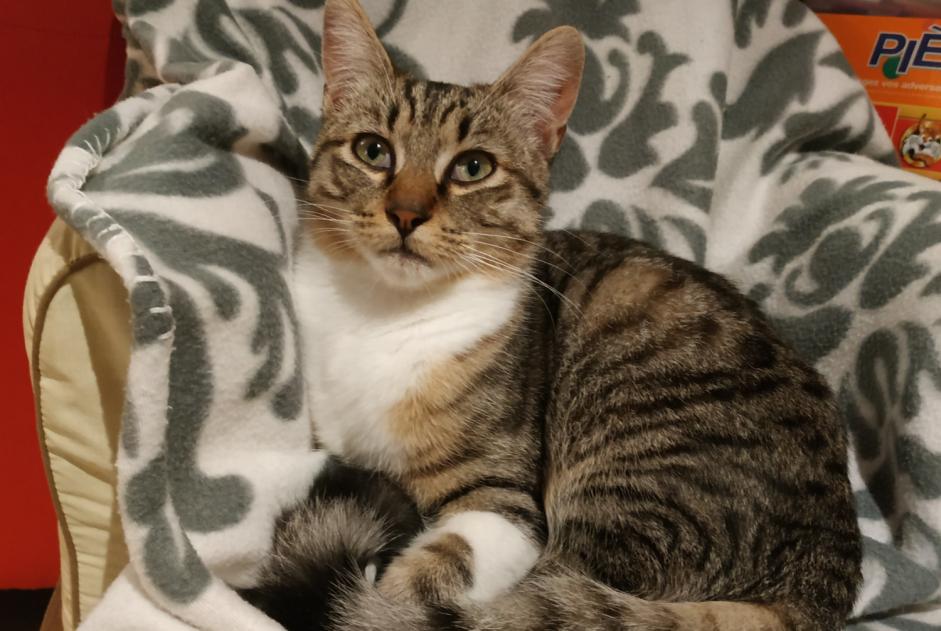 Verdwijningsalarm Kat Mannetje , 2 jaar Bressols Frankrijk Verdwijningsalarm Kat Mannetje , 2 jaar Bressols Frankrijk