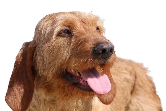 Alerta desaparecimento Cão cruzamento Macho , 2025 anos Barcugnan France